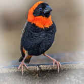 Herman van Bon Photography Bird