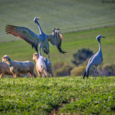 Herman van Bon Photography Bird