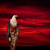 Herman van Bon Photography Bird