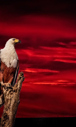 FishEagleSunset_A4SHOP_1542796968