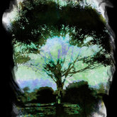 Herman van Bon Photography Tree