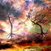 Herman van Bon Photography Trees