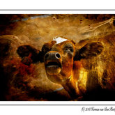 Herman van Bon Photography