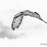 Private Gallery Napier