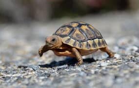 Facts about tortoises