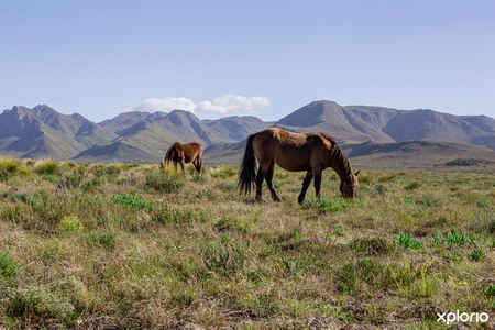 kleinmond_wild_horses_1543389173