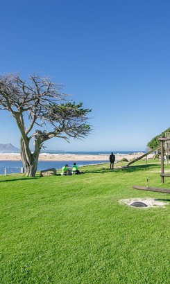 die_preekboom_in_kleinmond_1543389199