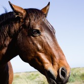 Wild horses roaming in Kleinmond