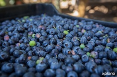 napier_farmstall_nursery_15__1543413815