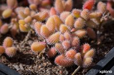 napier_farmstall_nursery_10__1543413919