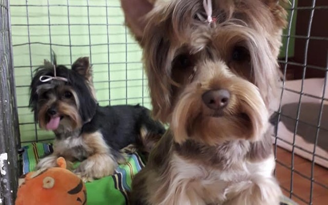 44300364_2249692021920903_8368862317353369600_n_1543925853