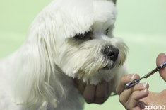 hermanus_animals_pet_care_grooming_canine_couture_careful_cutting_around_ears_1544798219