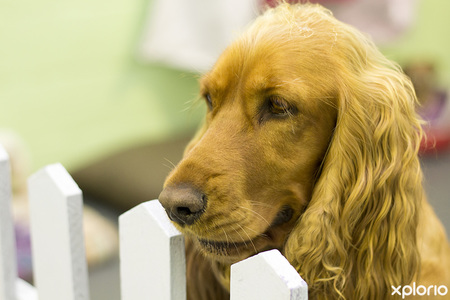 hermanus_animals_pet_care_grooming_canine_couture_cocker_spaniel_1544798116