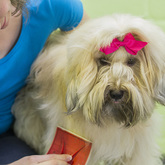 Brushing Tibetan Terrier