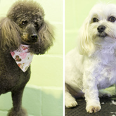 Poodle & Maltese cuts
