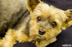 hermanus_animals_pet_care_grooming_canine_couture_short_yorkie_cut_1544798291