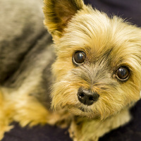 Short Yorkie cut