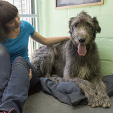 Irish Wolf Hound