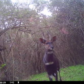 Male Bushbuck, Platbos Forest