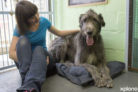 hermanus_animals_pet_care_grooming_canine_couture_irish_wolfhound_1544798634_1545122612