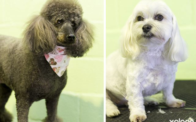 hermanus_animals_pet_care_grooming_canine_couture_poodle_and_maltese_cuts_1544798188_1545122610