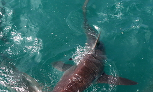 Daily Blog 18 December 2018