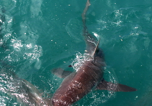 Daily Blog 18 December 2018