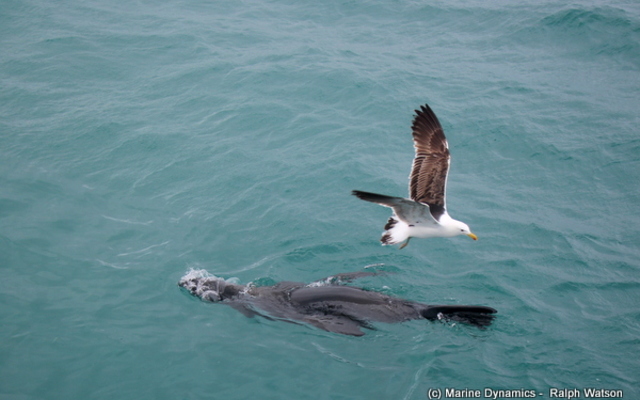 20181218_SF_Trip1_RWatson_IMG131_1545210886