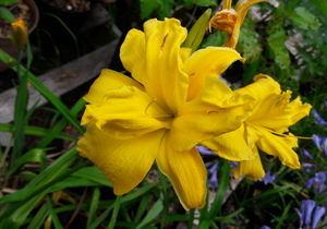Daylilies Flowering