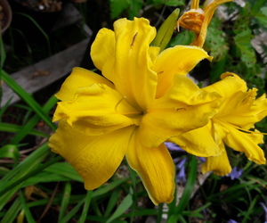 Daylilies Flowering