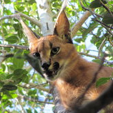 Caracal 