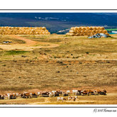 Herman van Bon Photography