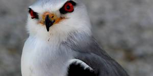 web_grootbos_experience_bird_watching_eagle_01_1546497212