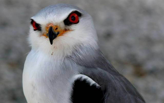web_grootbos_experience_bird_watching_eagle_01_1546497212