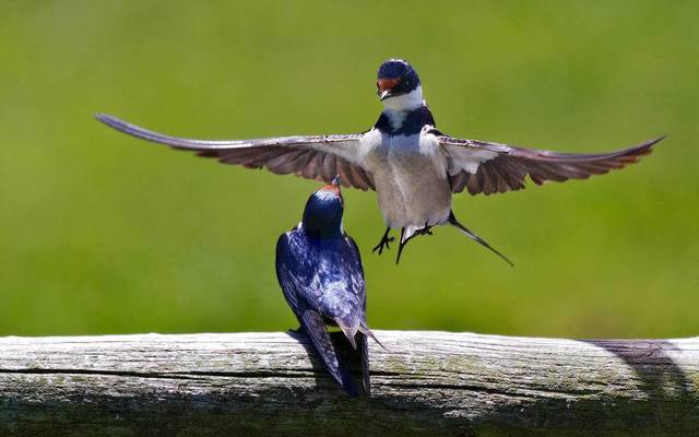 web_grootbos_experience_bird_watching_species_02_1546497213