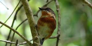 web_grootbos_experience_bird_watching_species_04_1546497213