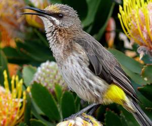 A Bird's Eyeview of Birding at Grootbos