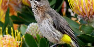 web_grootbos_experience_bird_watching_sugarbird_01_1546497211