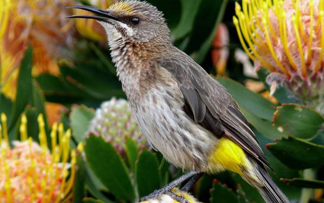 web_grootbos_experience_bird_watching_sugarbird_01_1546497211