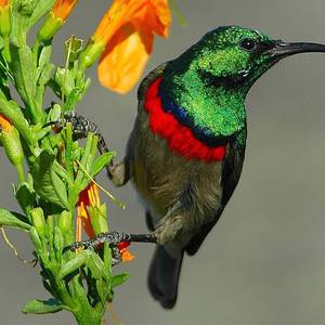 web_grootbos_experience_bird_watching_sunbird_01_1546497210
