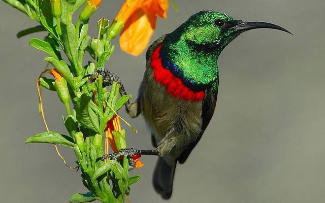 web_grootbos_experience_bird_watching_sunbird_01_1546497210