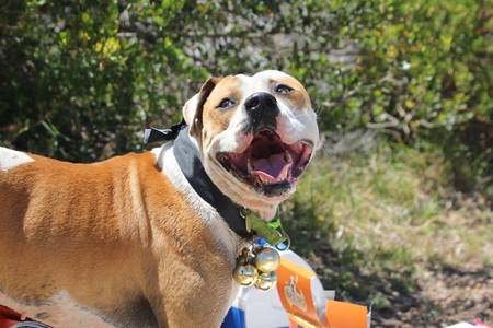 46151696_1898126696973833_5656869200421978112_n_1547038024