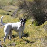 Dog in the bush