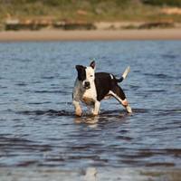 Dog at the beach