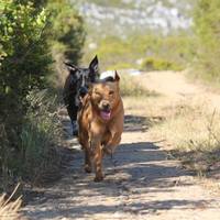 Happy running dog