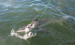 Daily Blog 11 January 2019