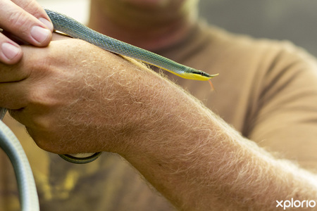 pringle_bay_specialized_services_cold_blooded_rare_single_horned_snake_1544009594_1547556397