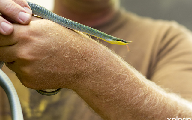 pringle_bay_specialized_services_cold_blooded_rare_single_horned_snake_1544009594_1547556397 pringle_bay_specialized_services_cold_blooded_rare_single_horned_snake_1544009594_1547556397