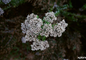 Creative Exploration of Fynbos