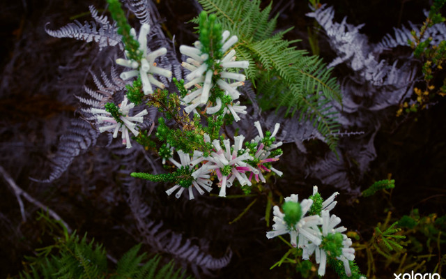 cure_for_fynbos_blindness_fynbos_6_1527501550_1547618186 cure_for_fynbos_blindness_fynbos_6_1527501550_1547618186